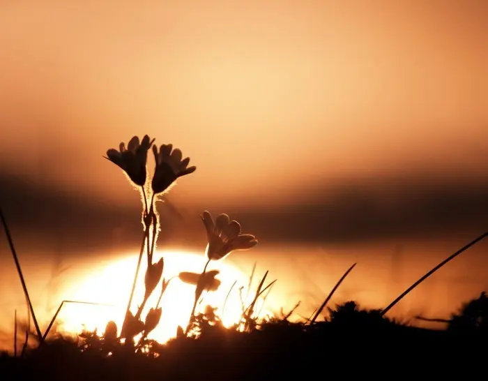 Condolence image of Ein Licht♥️zum Abend