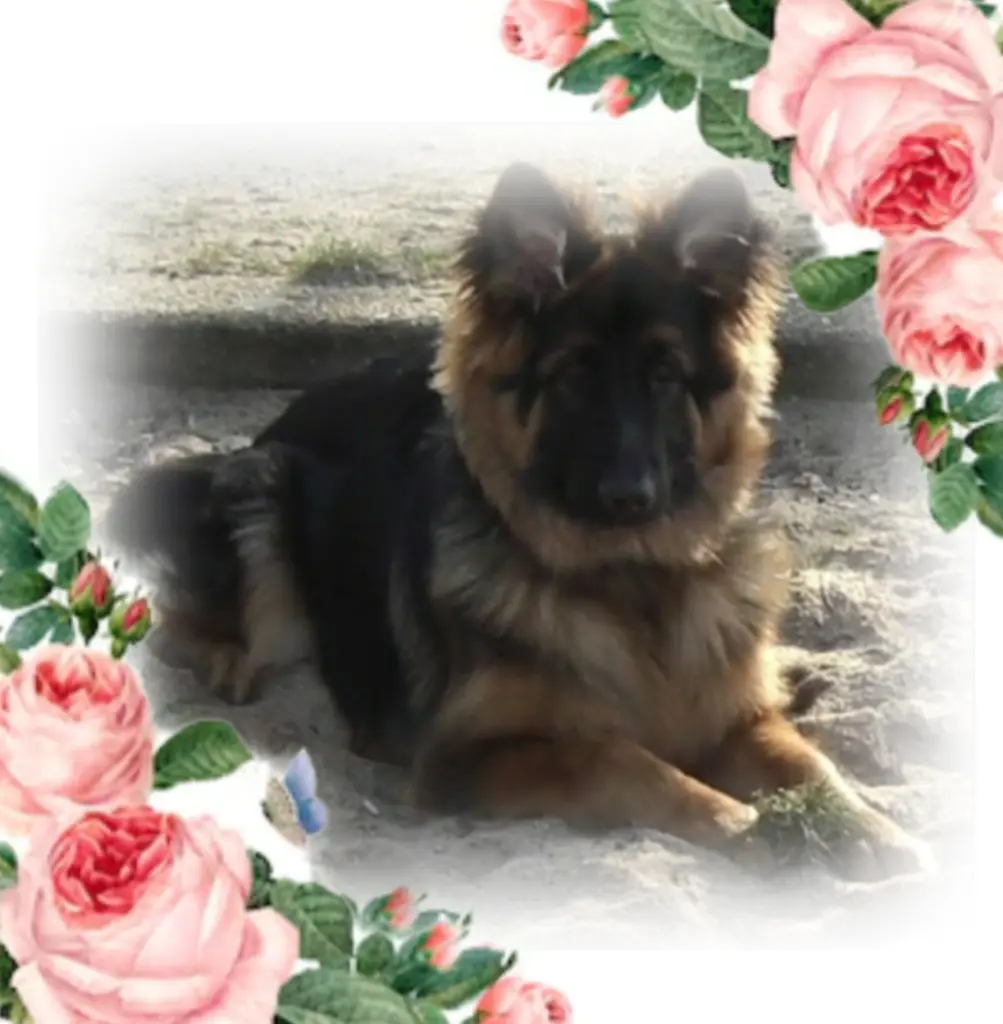 Condolence image of Niedziela...267 tygodni bez Ciebie kochany Misiu❤...