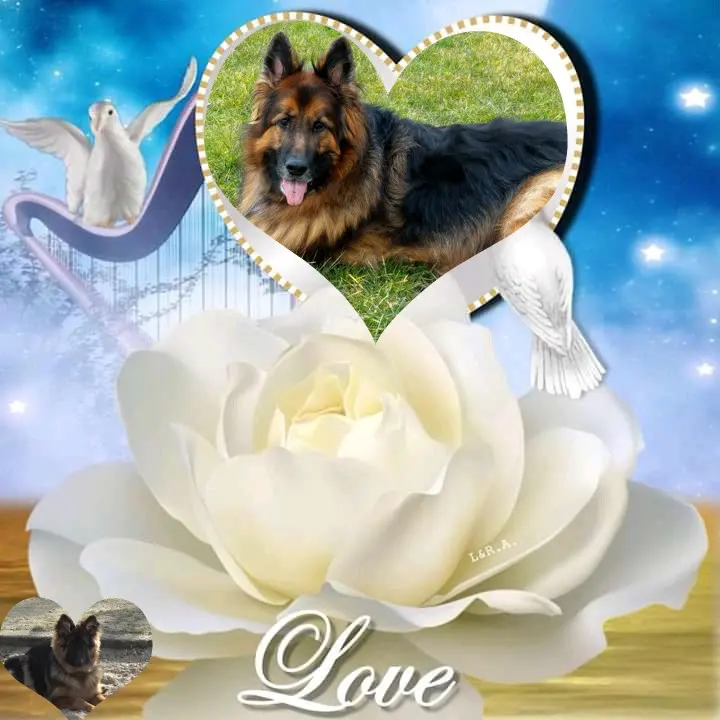 Condolence image of Dzień Dobry❤️❤️❤️mój Ukochany❤️❤️❤️❤️❤️❤️❤️Misieńku❤️❤️❤️