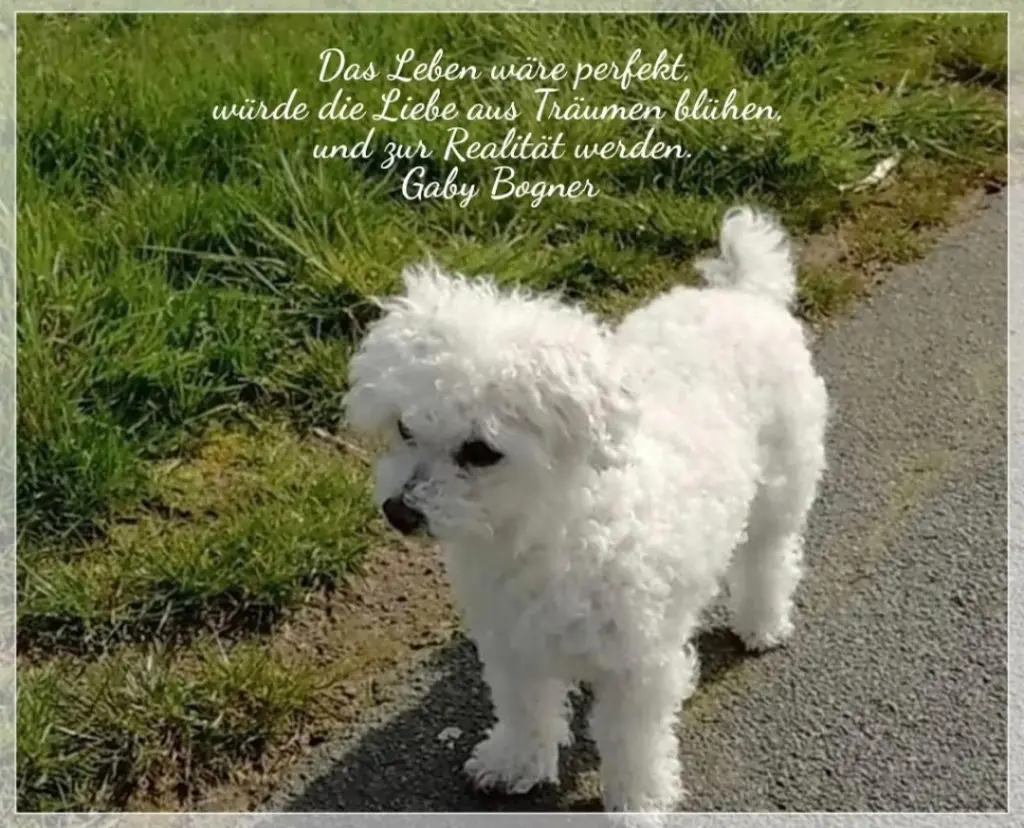 Condolence image of Gaby mit Snowy* im Herzen