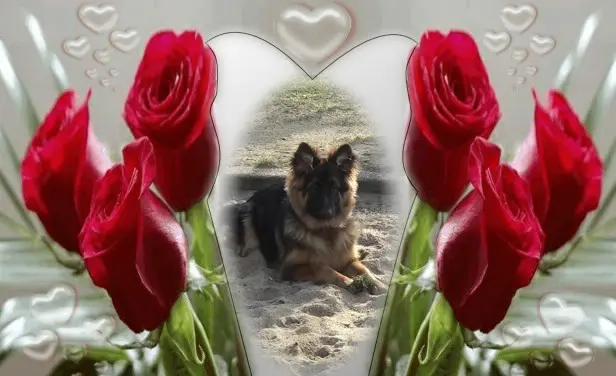 Condolence image of Dzień Dobry❤️❤️❤️mój Ukochany❤️❤️❤️❤️❤️❤️❤️Misieńku❤️❤️❤️