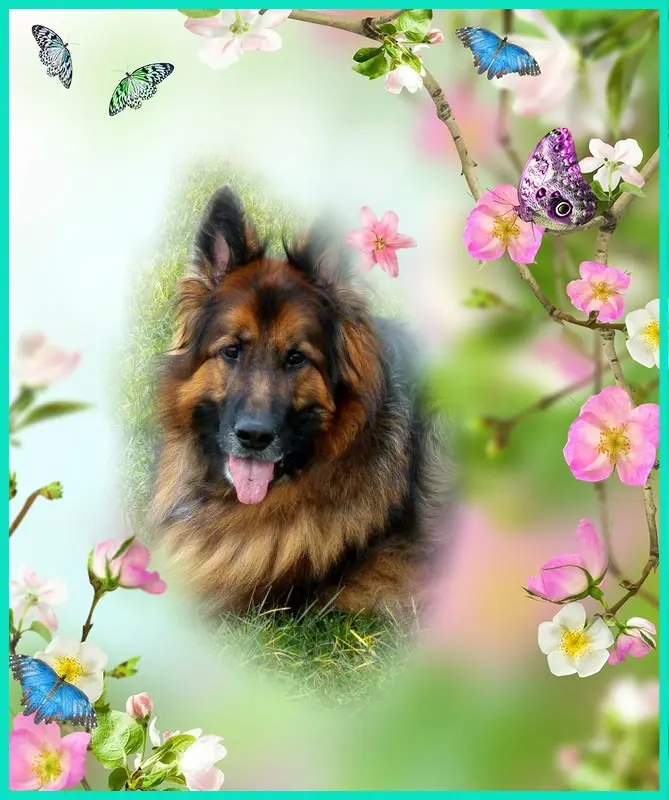 Condolence image of Dzień Dobry❤️❤️❤️mój Ukochany❤️❤️❤️❤️❤️❤️❤️Misieńku❤️❤️❤️