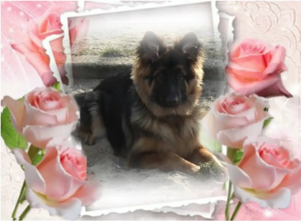 Condolence image of Sonntag...269 Wochen ohne Dich Misiu❤