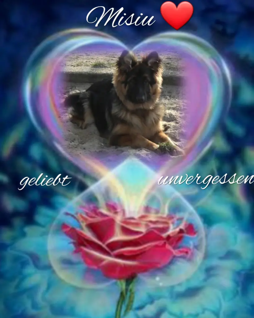 Condolence image of Sonntag...271 Wochen ohne Dich Misiu❤...