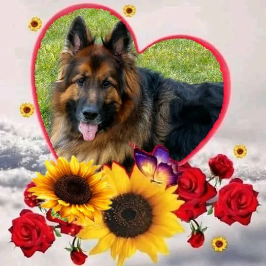 Condolence image of Dzień Dobry❤️❤️❤️mój Ukochany❤️❤️❤️❤️❤️❤️❤️Misieńku❤️❤️❤️
