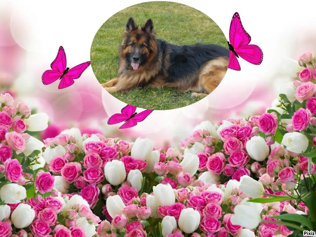 Condolence image of Dzień Dobry❤️❤️❤️mój Ukochany❤️❤️❤️❤️❤️❤️❤️Misieńku❤️❤️❤️