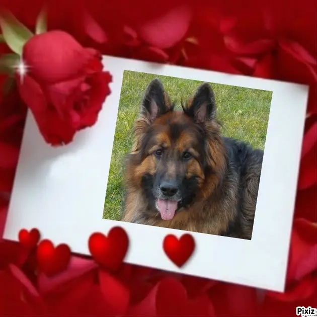 Condolence image of Dzień Dobry❤️❤️❤️mój Ukochany❤️❤️❤️❤️❤️❤️❤️Misieńku❤️❤️❤️