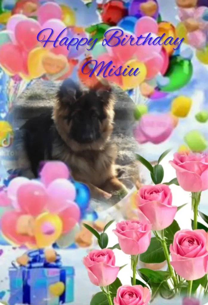 Condolence image of Happy Birthday kochany Misiu❤