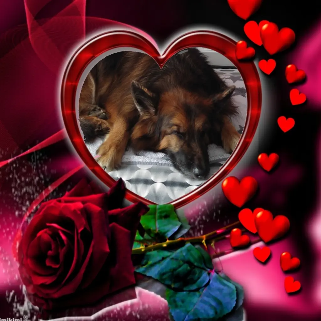 Condolence image of Dobrej Nocki❤️❤️❤️❤️❤️❤️mój Ukochany❤️❤️❤️❤️❤️❤️Misieńku❤️❤️❤️