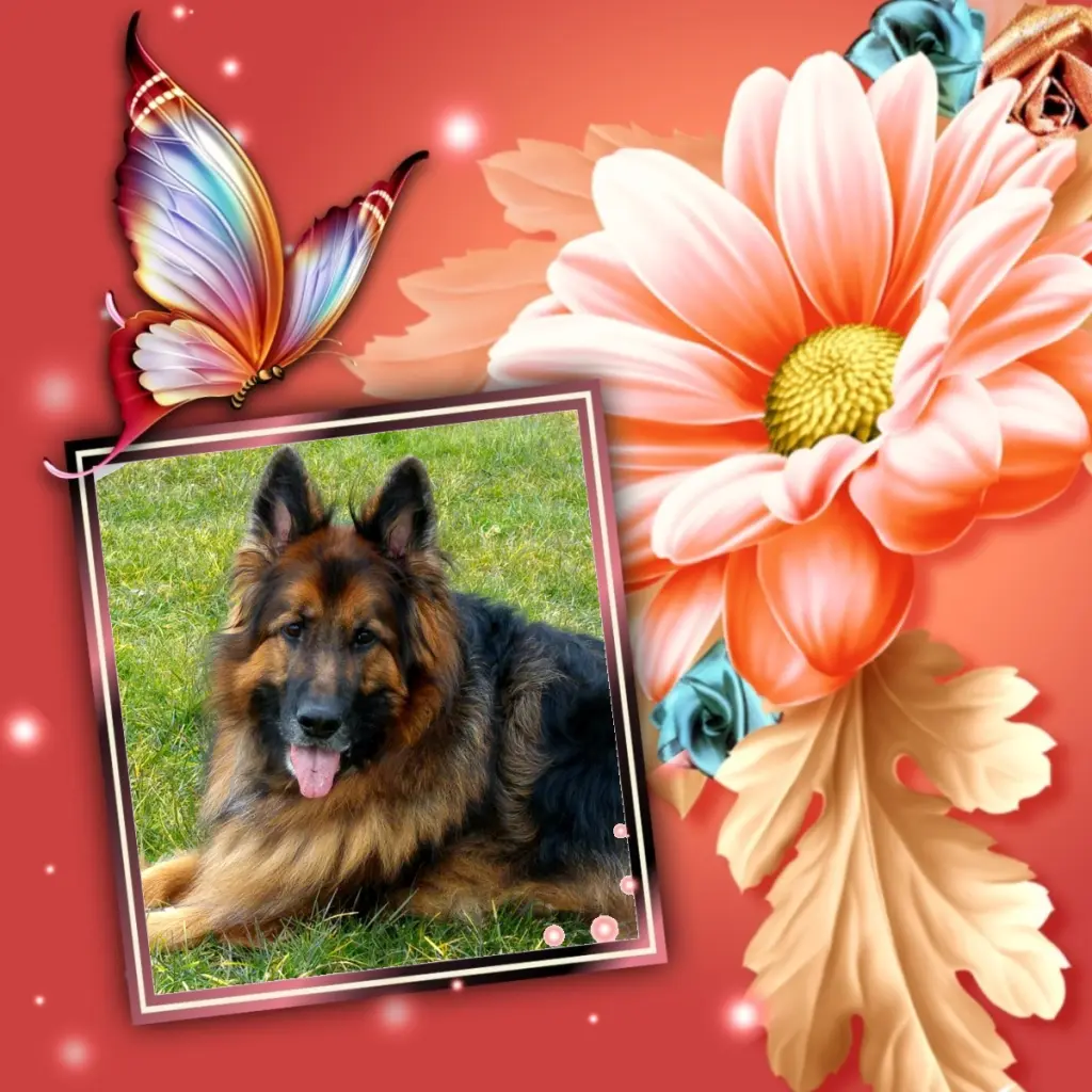 Condolence image of Dzień Dobry❤️❤️❤️mój Ukochany❤️❤️❤️❤️❤️❤️❤️Misieńku❤️❤️❤️