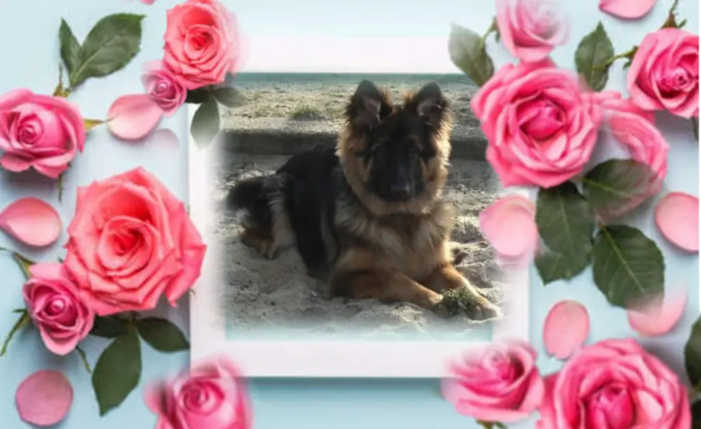 Condolence image of Niedziela...275 tygodni bez Ciebie kochany Misiu❤...