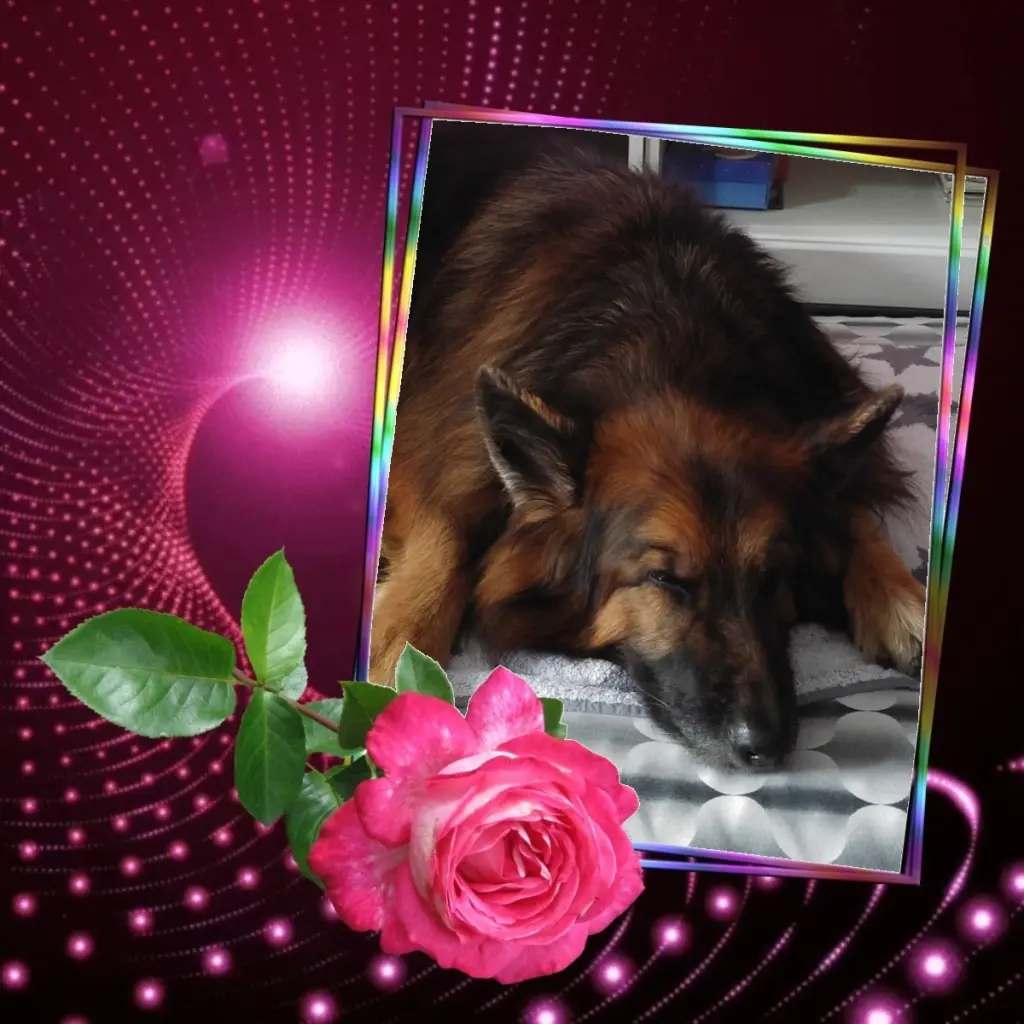 Condolence image of Dobrej Nocki❤️❤️❤️❤️❤️❤️mój Ukochany❤️❤️❤️❤️❤️❤️Misieńku❤️❤️❤️