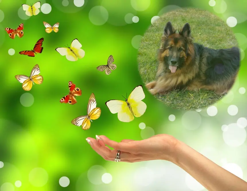 Condolence image of Dzień Dobry❤️❤️❤️mój Ukochany❤️❤️❤️❤️❤️❤️❤️Misieńku❤️❤️❤️