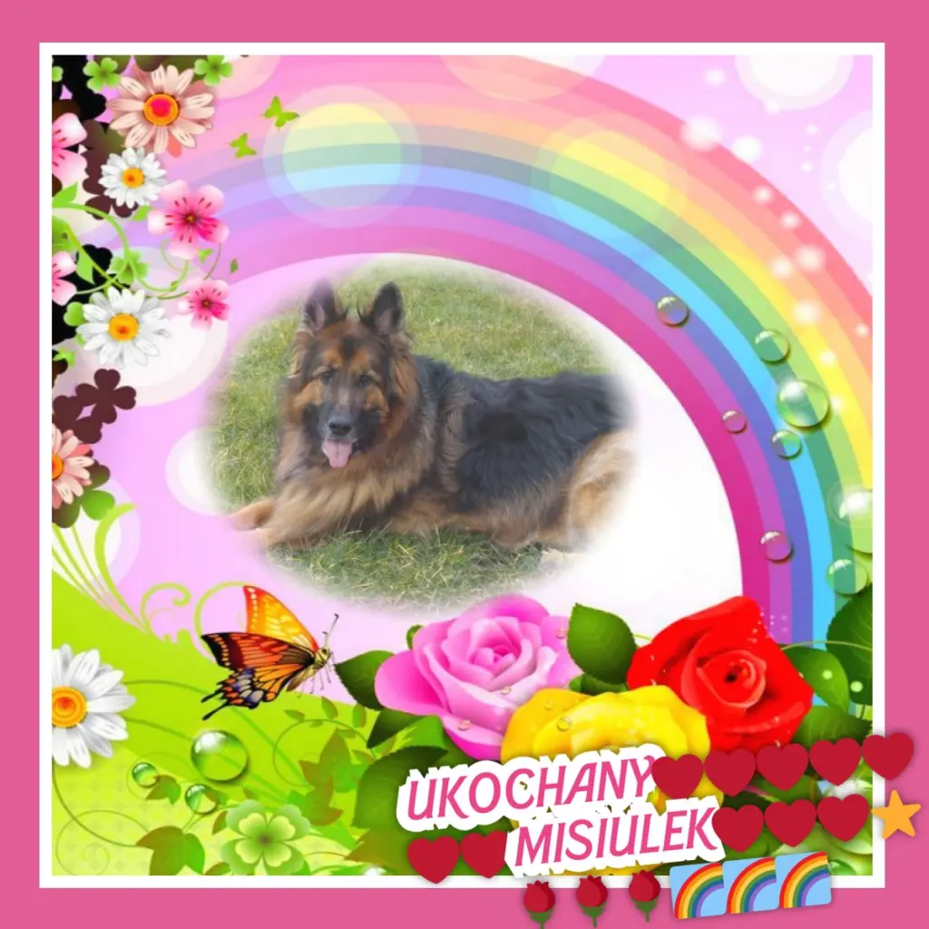 Condolence image of Dzień Dobry❤️❤️❤️mój Ukochany❤️❤️❤️❤️❤️❤️❤️Misieńku❤️❤️❤️