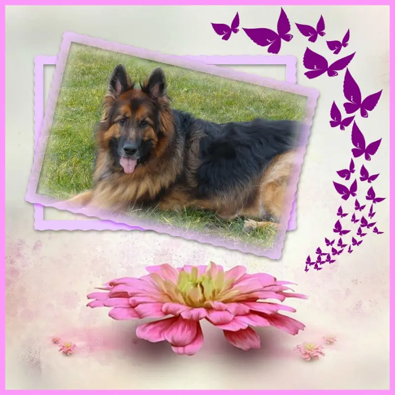Condolence image of Dzień Dobry❤️❤️❤️mój Ukochany❤️❤️❤️❤️❤️❤️❤️Misieńku❤️❤️❤️