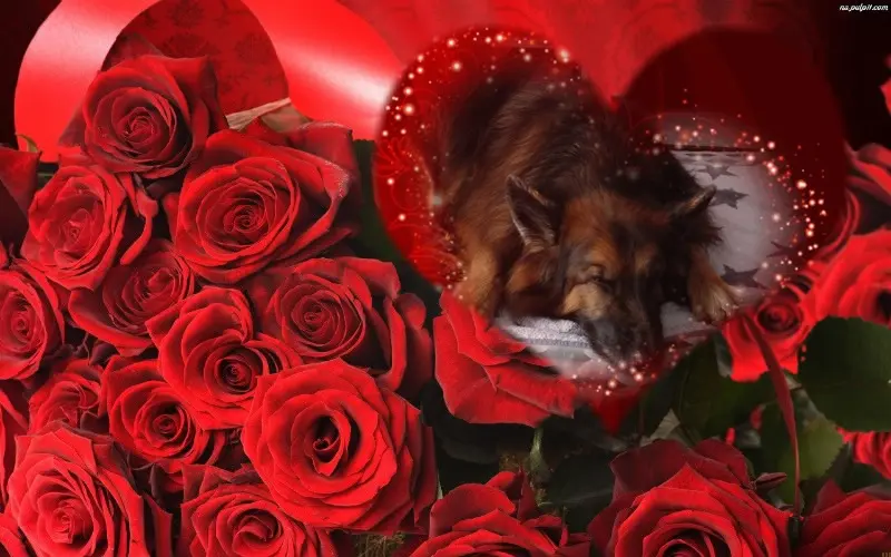 Condolence image of Dobrej Nocki❤️❤️❤️❤️❤️❤️mój Ukochany❤️❤️❤️❤️❤️❤️Misieńku❤️❤️❤️