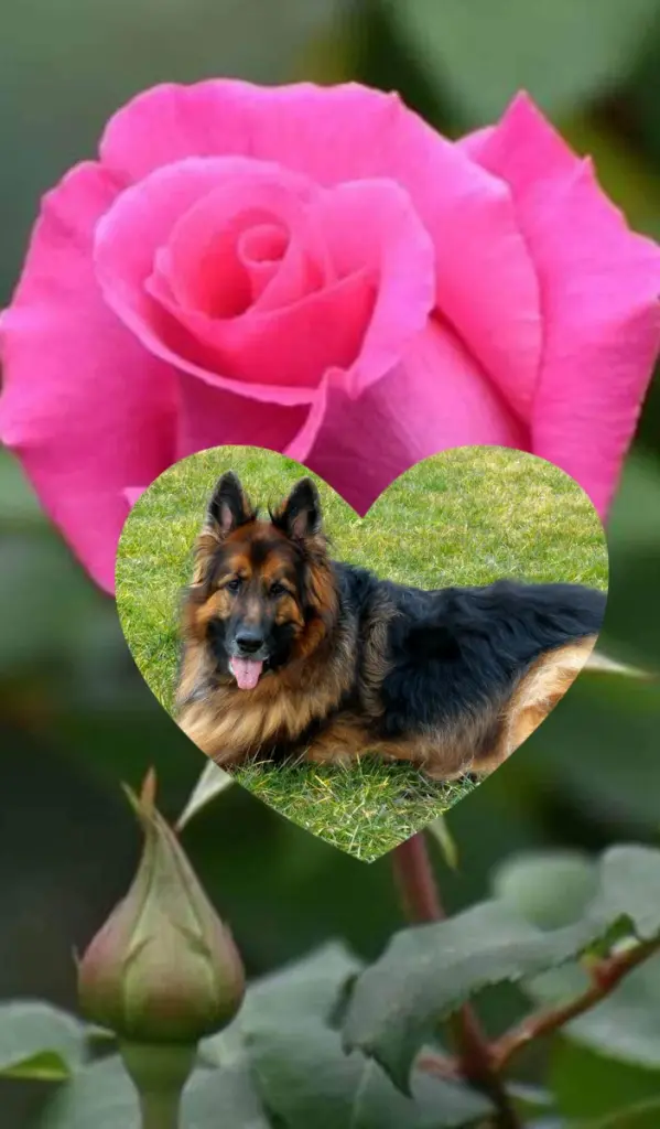 Condolence image of Dzień Dobry❤️❤️❤️mój Ukochany❤️❤️❤️❤️❤️❤️❤️Misieńku❤️❤️❤️