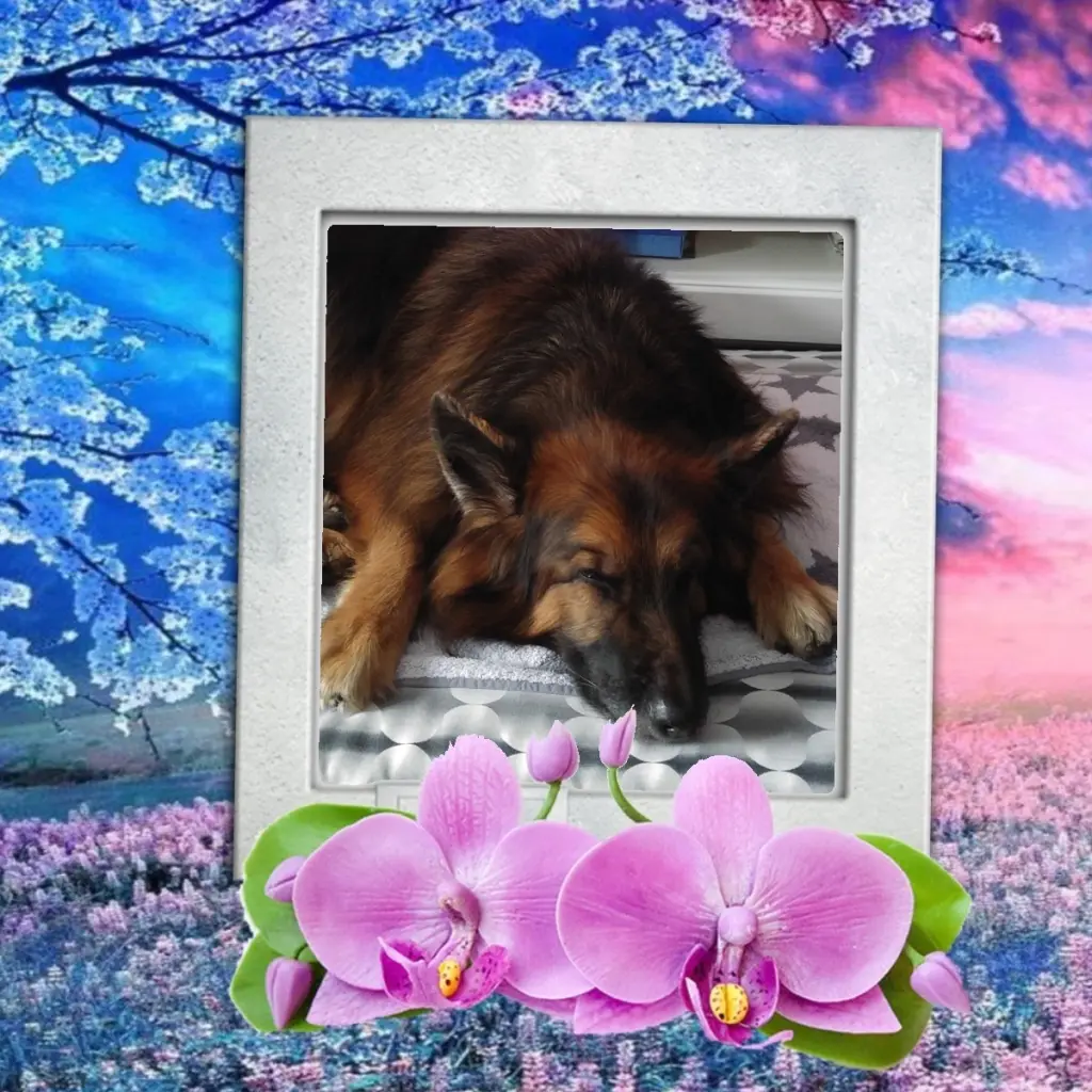 Condolence image of Dobrej Nocki❤️❤️❤️❤️❤️❤️mój Ukochany❤️❤️❤️❤️❤️❤️Misieńku❤️❤️❤️