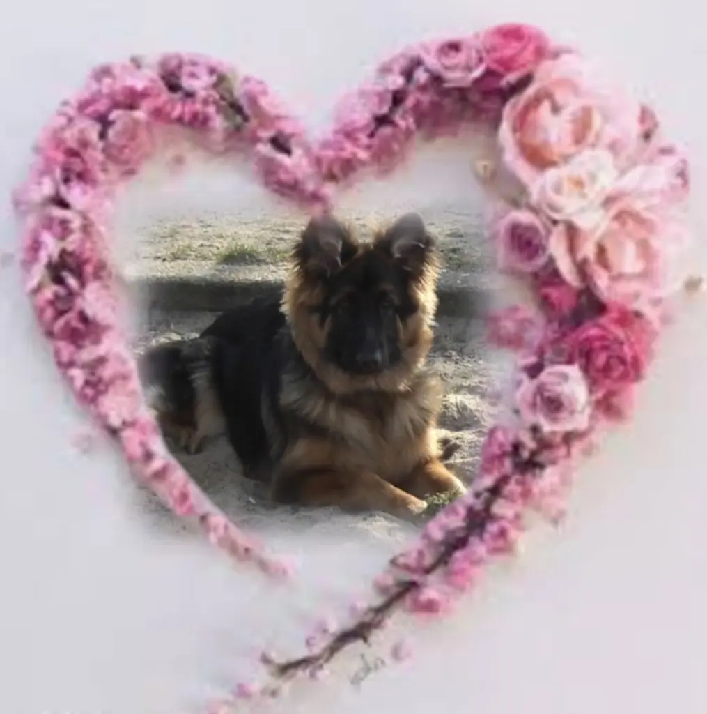 Condolence image of Niedziela...278 tygodni bez Ciebie kochany Misiu❤️...