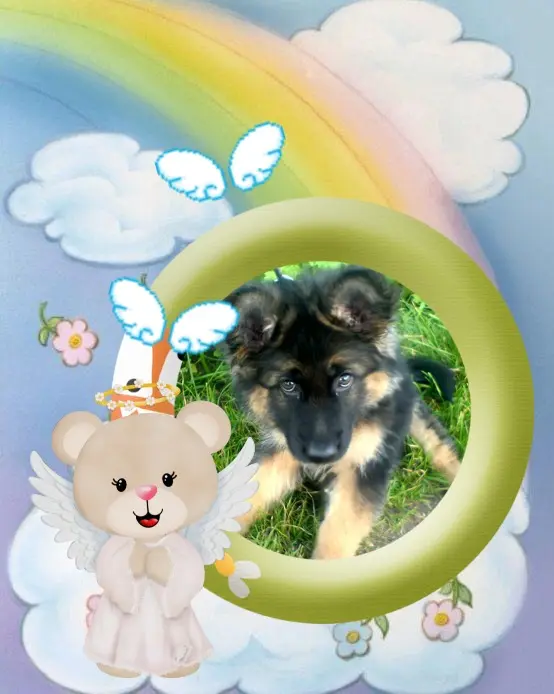 Condolence image of Dzień Dobry❤️❤️❤️mój Ukochany❤️❤️❤️❤️❤️❤️❤️Misieńku❤️❤️❤️