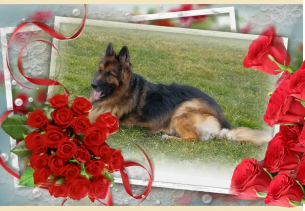Condolence image of Niedziela...279 tygodni bez Ciebie kochany Misiu❤️...