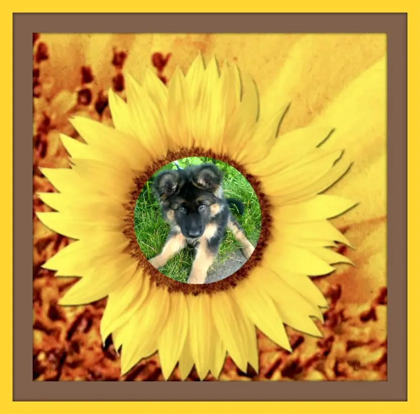 Condolence image of Dzień Dobry❤️❤️❤️mój Ukochany❤️❤️❤️❤️❤️❤️❤️Misieńku❤️❤️❤️