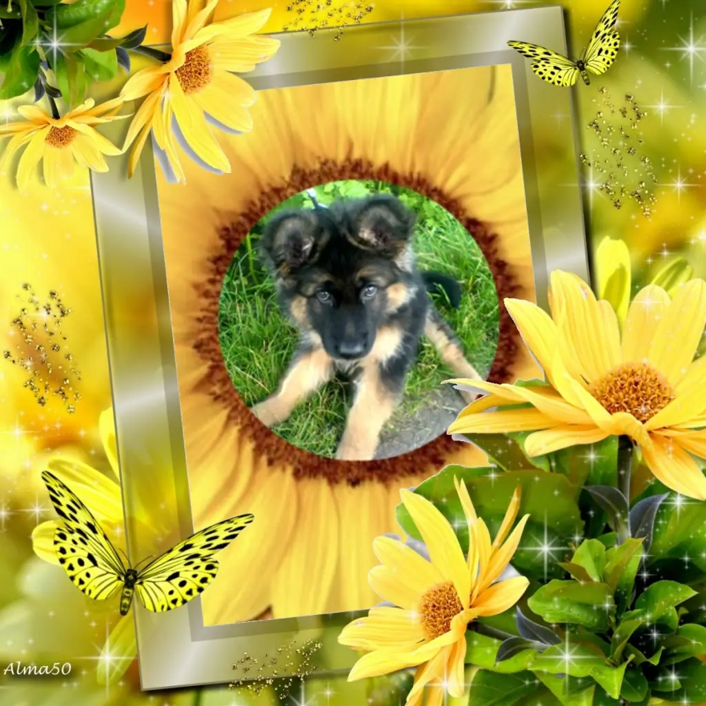 Condolence image of Dzień Dobry❤️❤️❤️mój Ukochany❤️❤️❤️❤️❤️❤️❤️Misieńku❤️❤️❤️