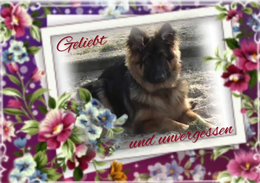 Condolence image of Niedziela...280 tygodni bez Ciebie kochany Misiu❤️...