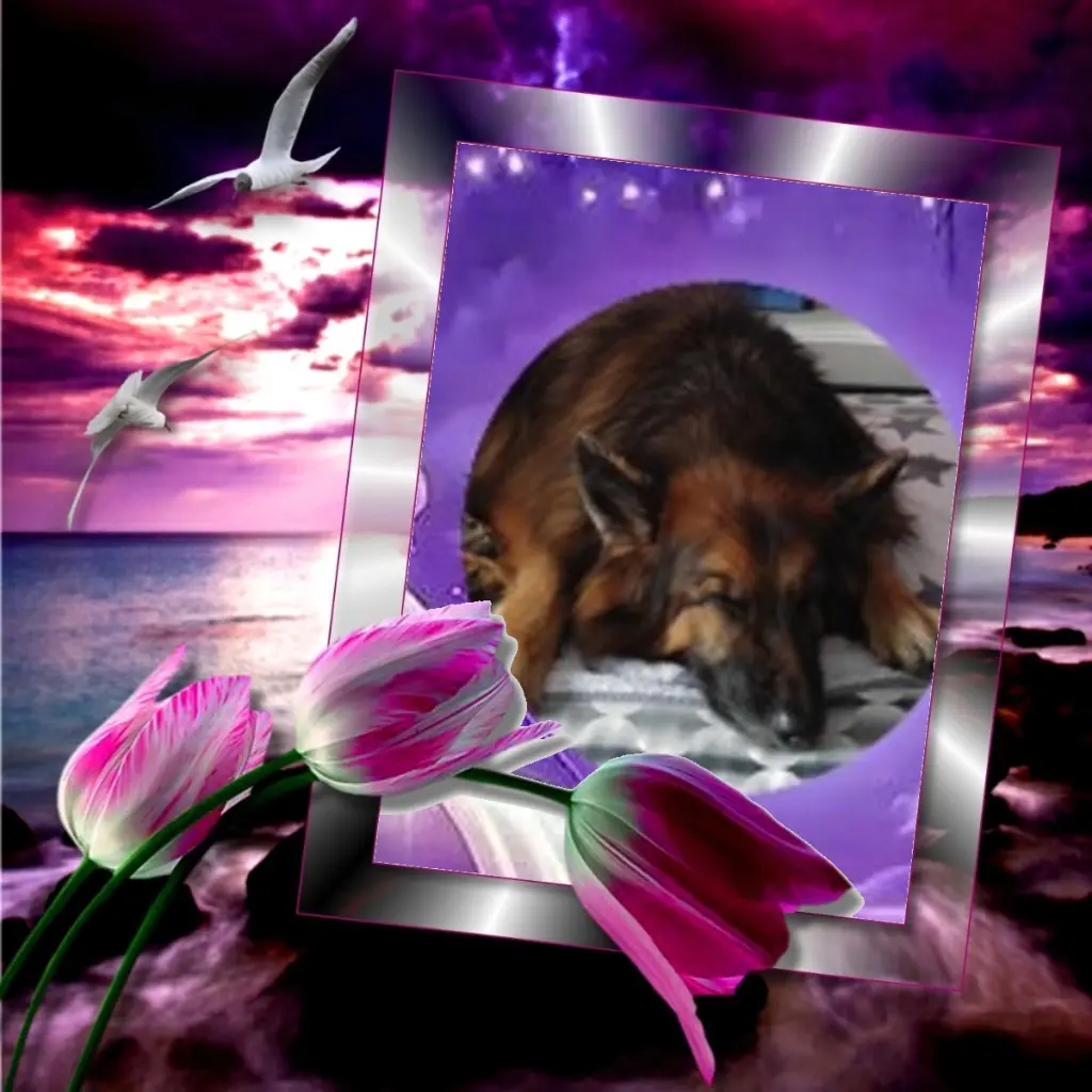 Condolence image of Dobrej Nocki❤️❤️❤️❤️❤️❤️mój Ukochany❤️❤️❤️❤️❤️❤️Misieńku❤️❤️❤️