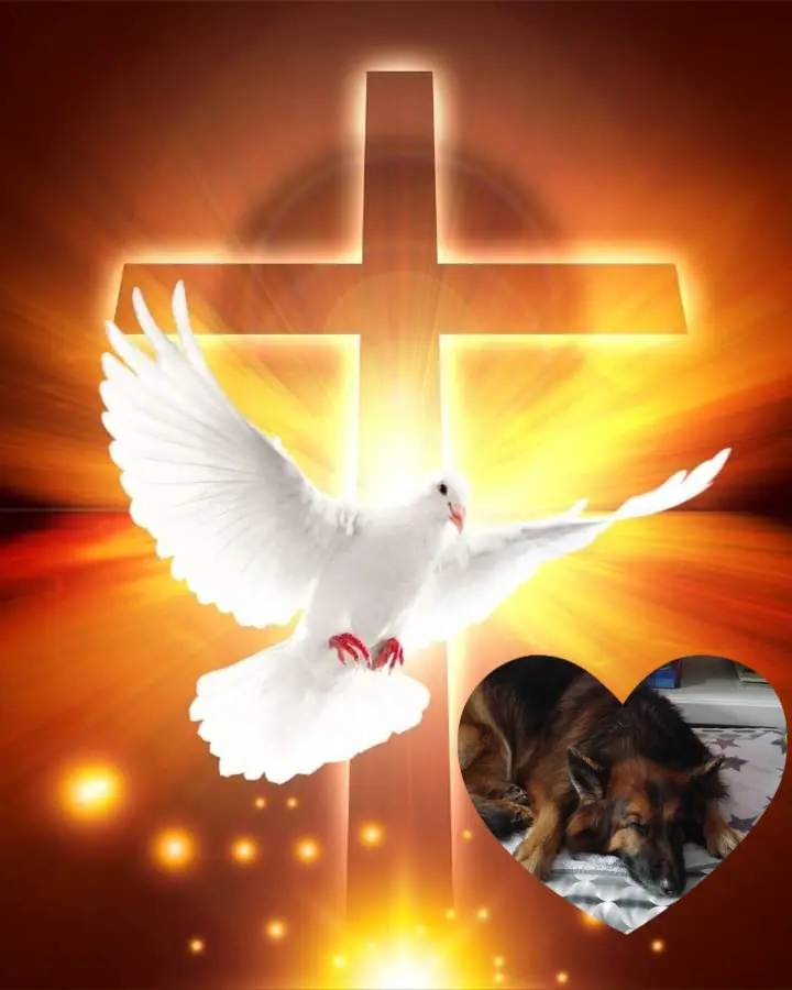Condolence image of Dobrej Nocki❤️❤️❤️❤️❤️❤️mój Ukochany❤️❤️❤️❤️❤️❤️Misieńku❤️❤️❤️