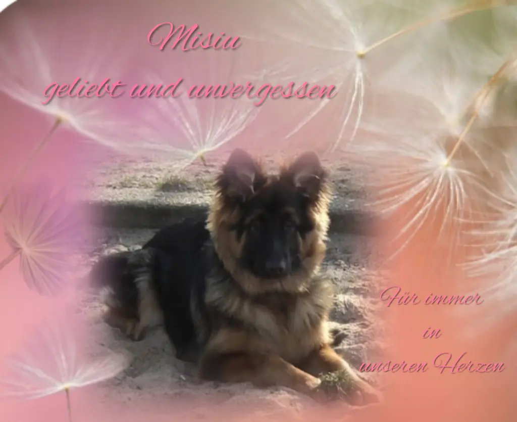 Condolence image of Niedziela...282 tygodnie bez Ciebie kochany Misieńku❤️...