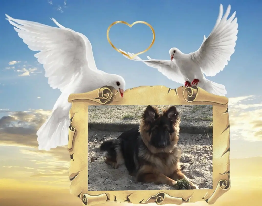 Condolence image of Dzień Dobry❤️❤️❤️mój Ukochany❤️❤️❤️❤️❤️❤️❤️Misieńku❤️❤️❤️