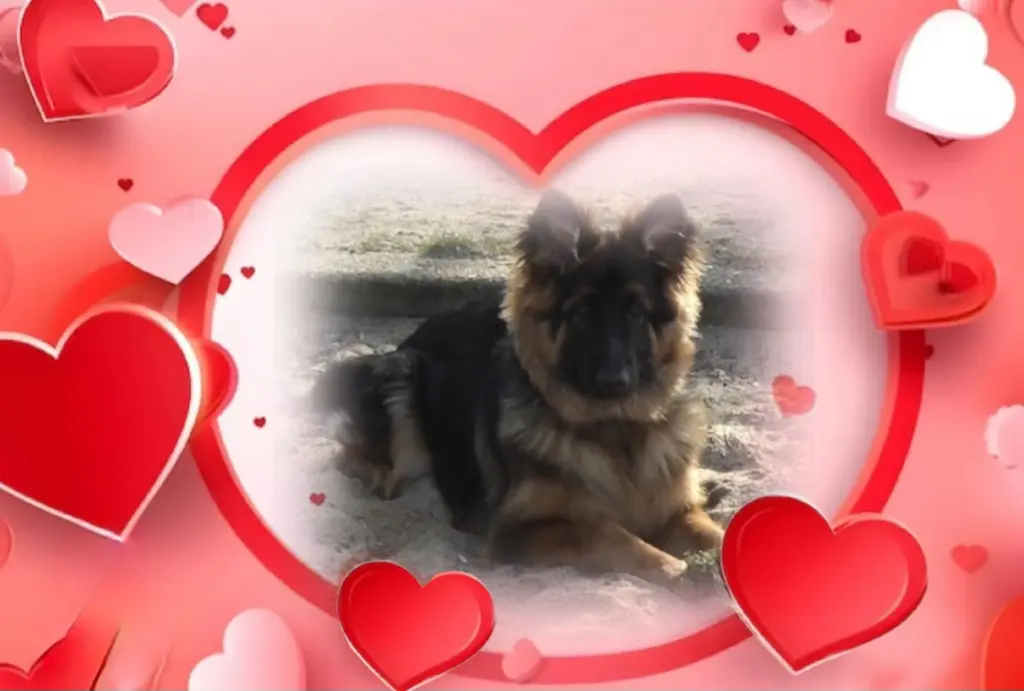 Condolence image of Misiu❤️ geliebt ❤️ und unvergessen❤️