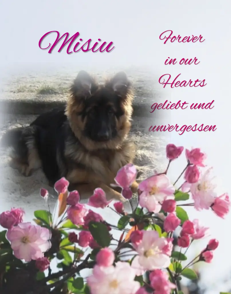 Condolence image of Niedziela...283 tygodnie bez Ciebie kochany Misieńku❤️...