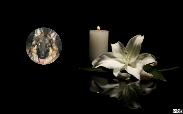 Condolence image of Tanja mit Timmy im Herzen