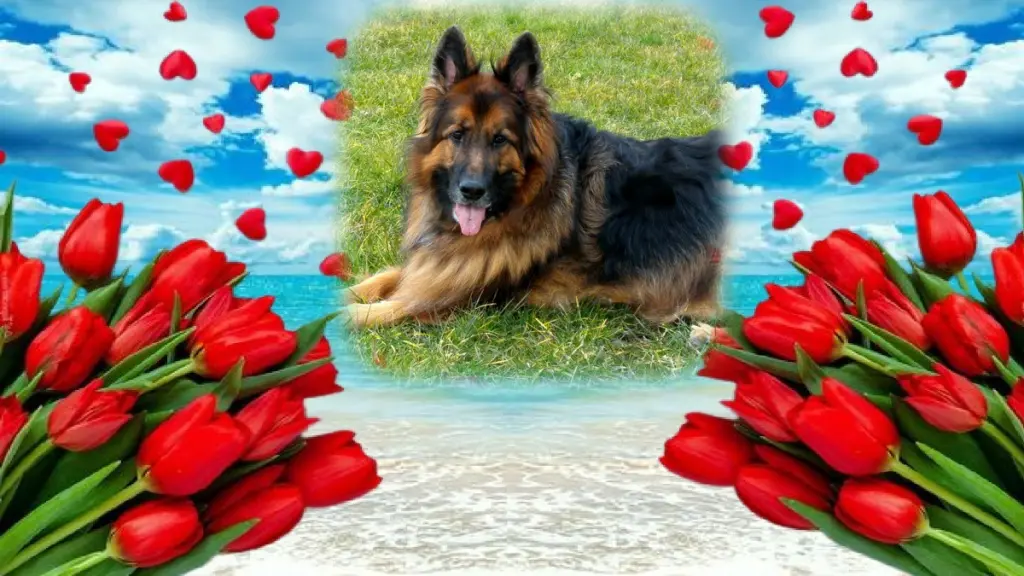 Condolence image of Dzień Dobry❤️❤️❤️mój Ukochany❤️❤️❤️❤️❤️❤️❤️Misieńku❤️❤️❤️