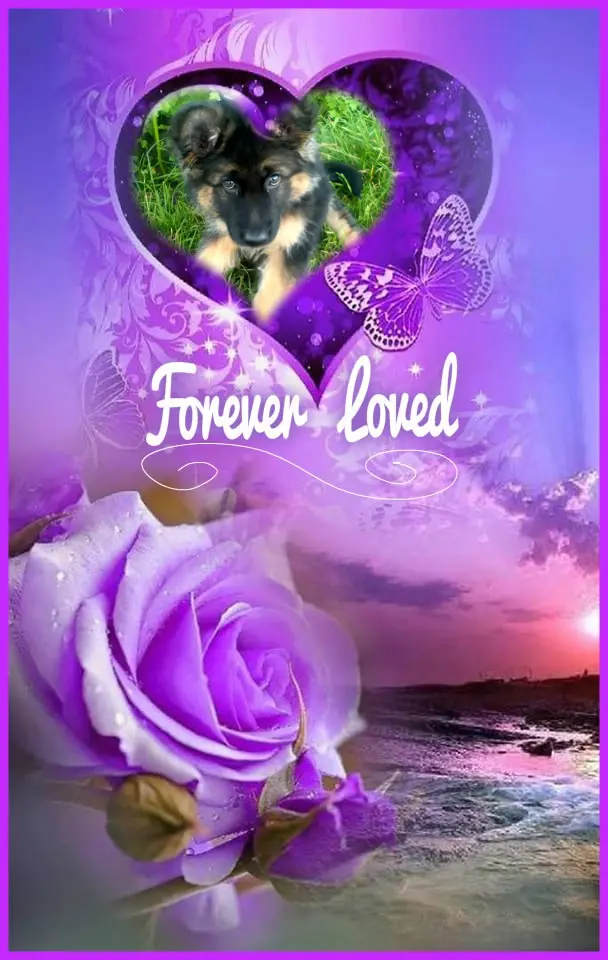 Condolence image of Dzień Dobry❤️❤️❤️mój Ukochany❤️❤️❤️❤️❤️❤️❤️Misieńku❤️❤️❤️