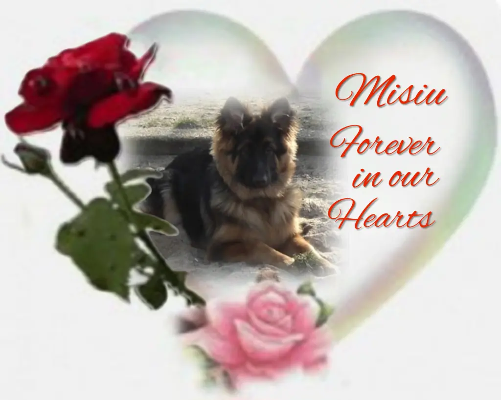 Condolence image of ❤️Misiu❤️ geliebt und unvergessen❤️