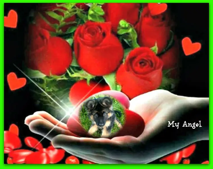 Condolence image of Kocham❤️❤️❤️❤️❤️❤️❤️Cię❤️❤️❤️⭐️Misieńku❤️❤️❤️⭐️