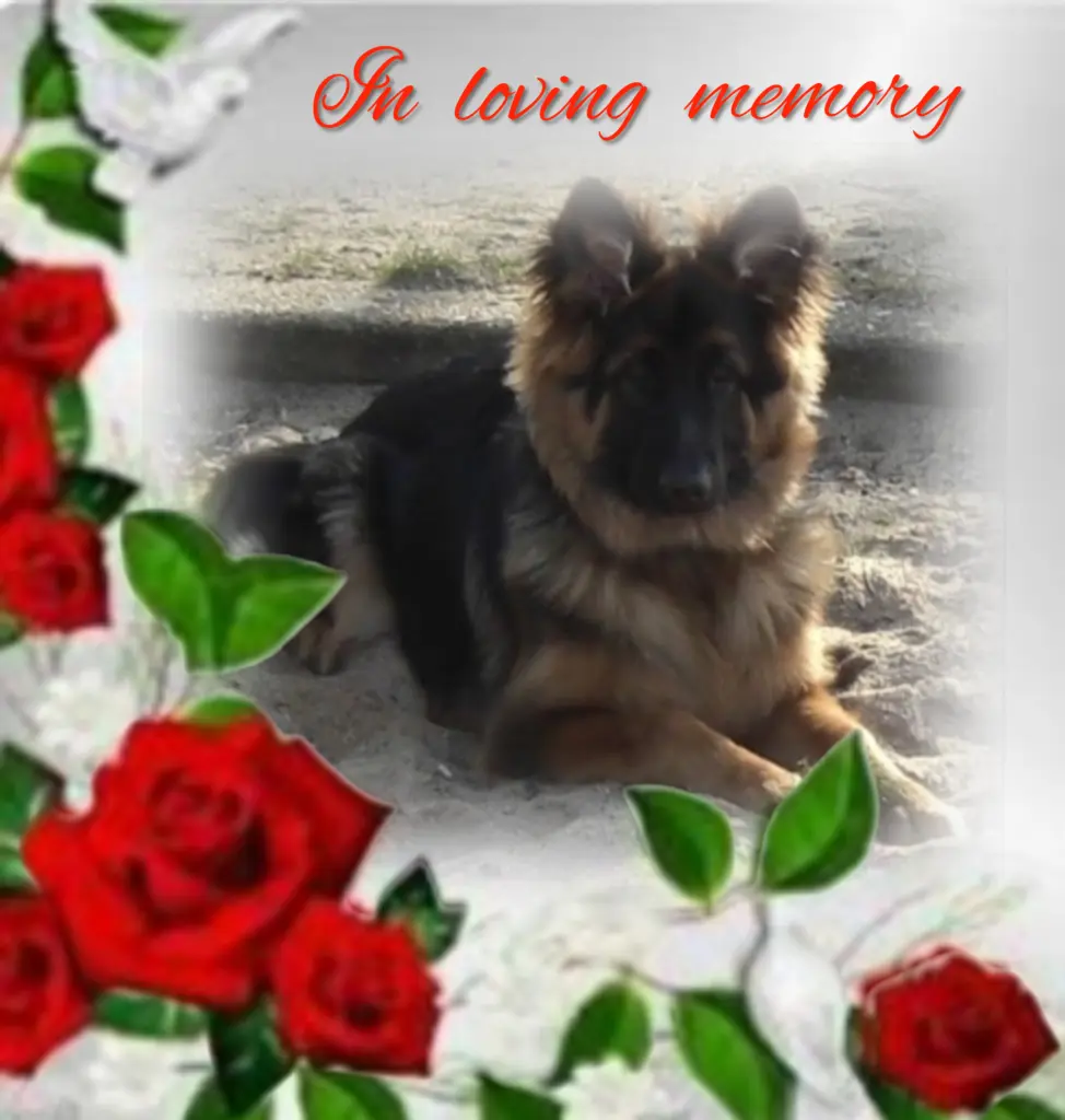 Condolence image of 66 miesięcy tęsknoty......