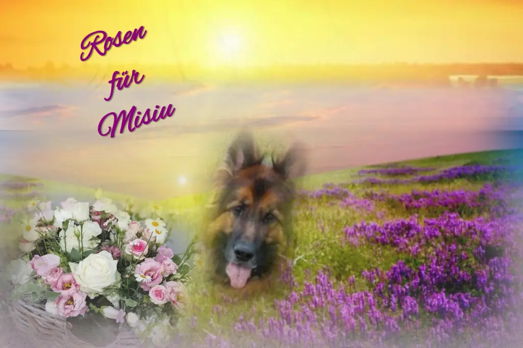 Condolence image of Für Misiu ❤️❤️❤️❤️