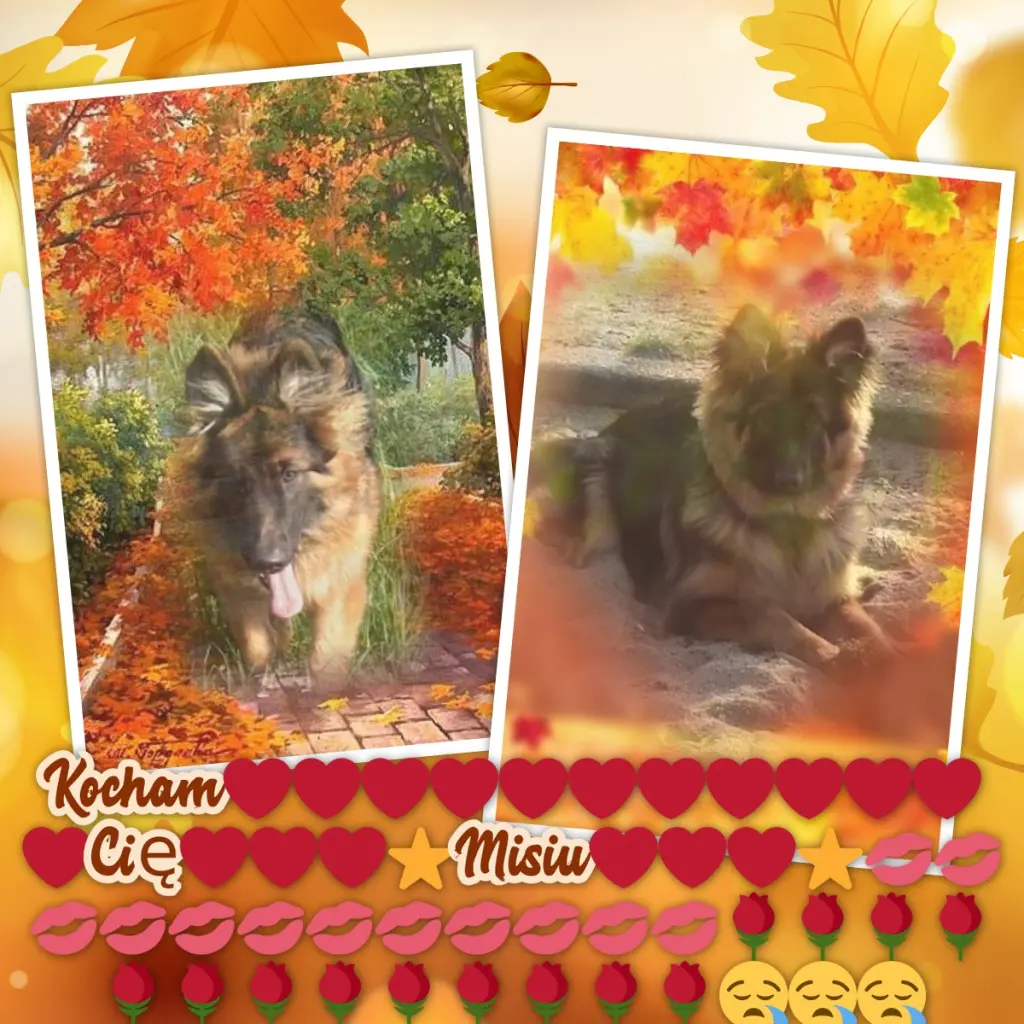 Condolence image of Dzień Dobry❤️❤️❤️mój Ukochany❤️❤️❤️❤️❤️❤️❤️Misieńku❤️❤️❤️