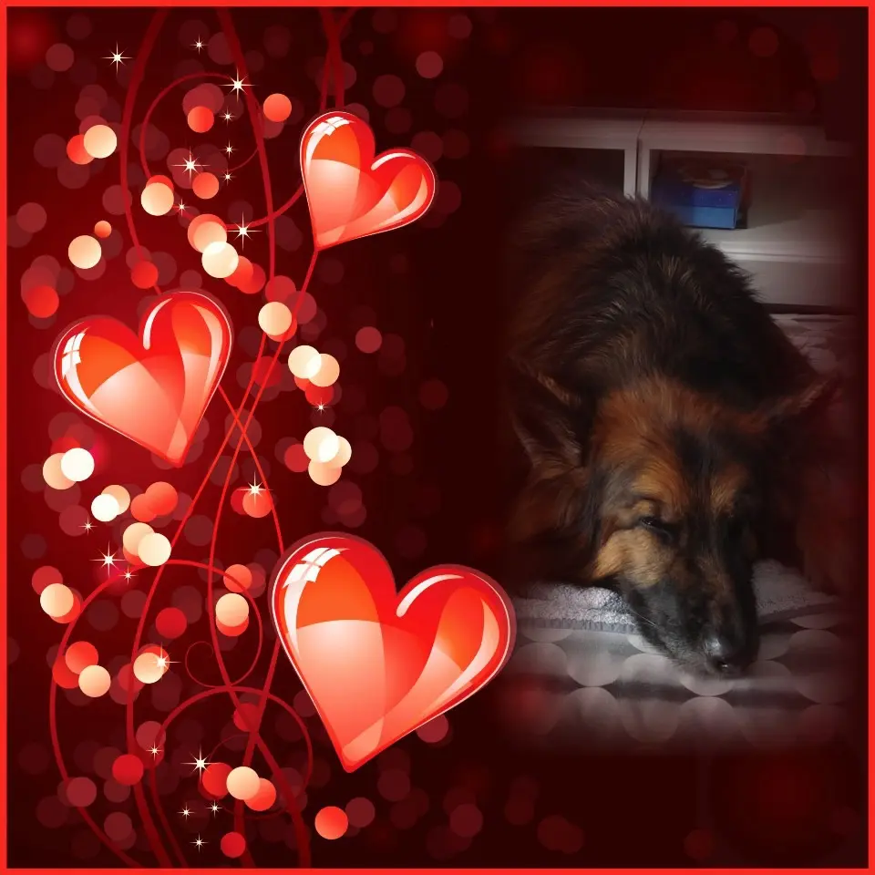 Condolence image of Dobrej Nocki❤️❤️❤️❤️❤️❤️mój Ukochany❤️❤️❤️❤️❤️❤️Misieńku❤️❤️❤️