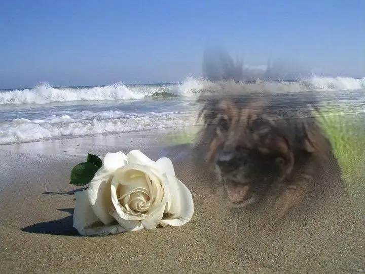 Condolence image of Dzień Dobry❤️❤️❤️mój Ukochany❤️❤️❤️❤️❤️❤️❤️Misieńku❤️❤️❤️