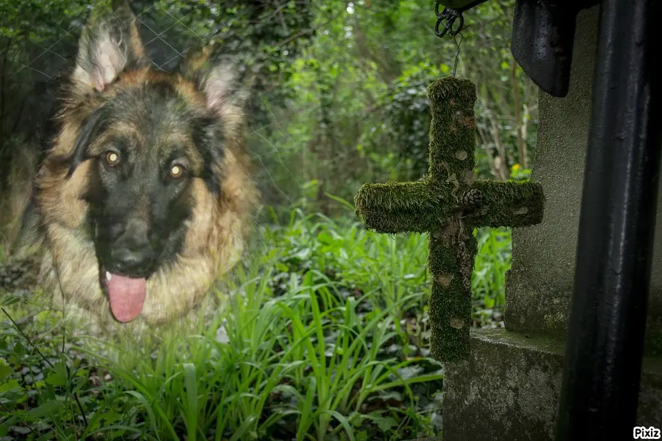 Condolence image of Tanja mit Timmy im Herzen