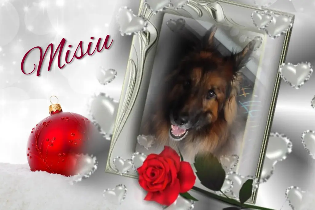 Condolence image of Gaby mit Snowy *im Herzen