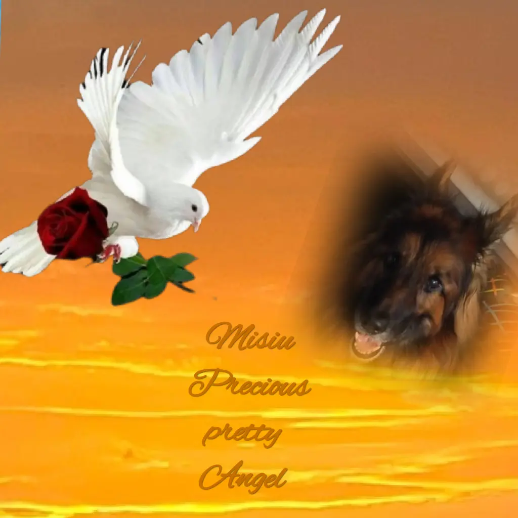 Condolence image of ♥️Abendgrüße❤️