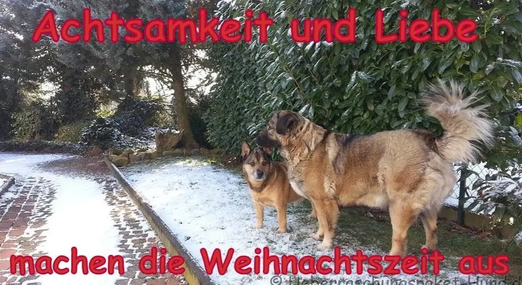Condolence image of Claudia mit ASKO❤️