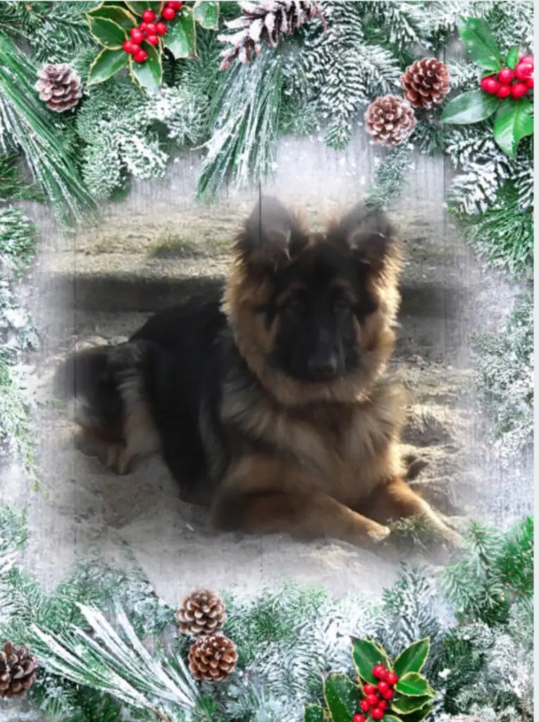 Condolence image of ❤️Weihnachten❤️