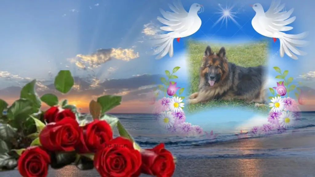 Condolence image of Kocham❤️❤️❤️❤️❤️❤️❤️❤️❤️❤️❤️❤️Cię❤️❤️❤️⭐️Misiu❤️❤️❤️⭐️